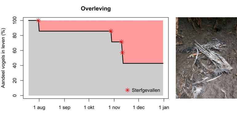 Links: overleving van de in 2016 en 2019 gezenderde juveniele blauwe kiekendieven in de tijd. Rechts: overblijfsels van de gezenderde blauwe kiekendief Johannes die nog in de uitvliegfase in de directe omgeving van het nest door een vos gepakt werd