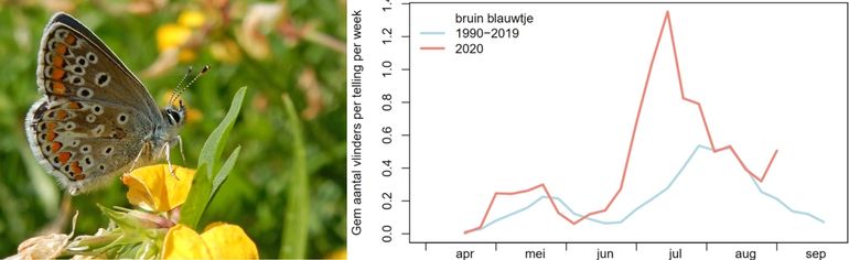 Bruin blauwtjes in de routes, 2020 (rood) vergeleken met het gemiddelde vanaf 1990 (blauw)