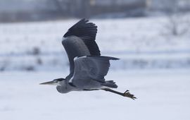 Blauwe reiger