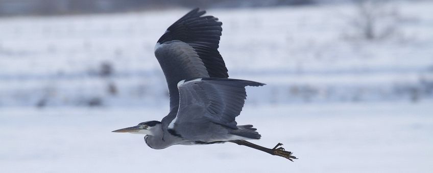 Blauwe reiger