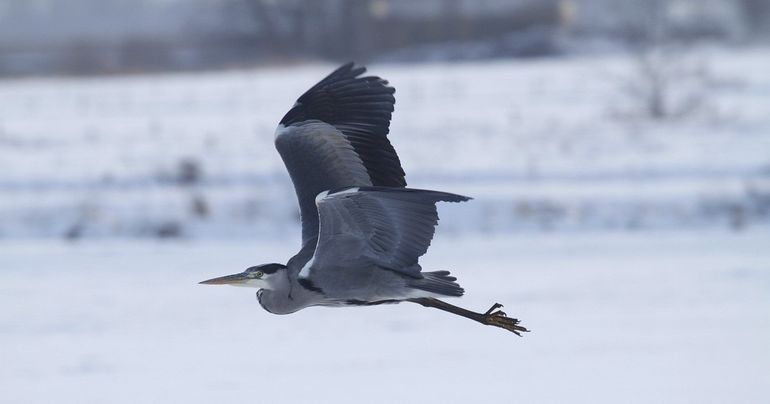 Blauwe reigers blijven in zachte winters in Nederland. Als het koud wordt trekken ze naar open water of gaan alsnog zuidwaarts