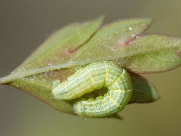 De rups van de kleine wintervlinder
