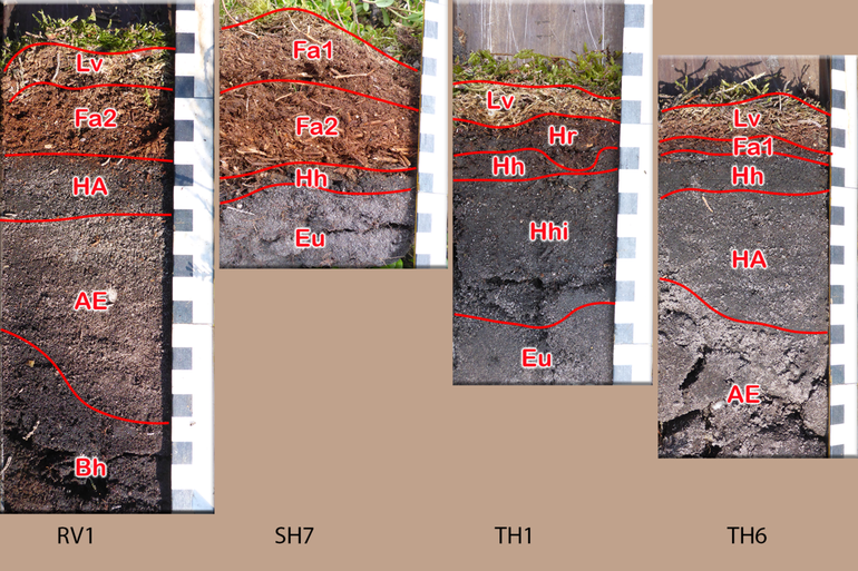 Om de bodemkundige veranderingen door beheer (plaggen) en stikstofdepositie op de oude droge heide te bestuderen, werden humusprofielen onderzocht