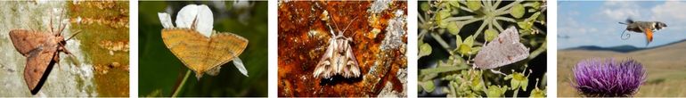 Brick (Agrochola circellaris); yellow shell (Camptogramma bilineata); purple cloud (Actinotia polyodon); Clancy's rustic (Caradrina kadenii) & hummingbird hawk-moth (Macroglossum stellatarum)