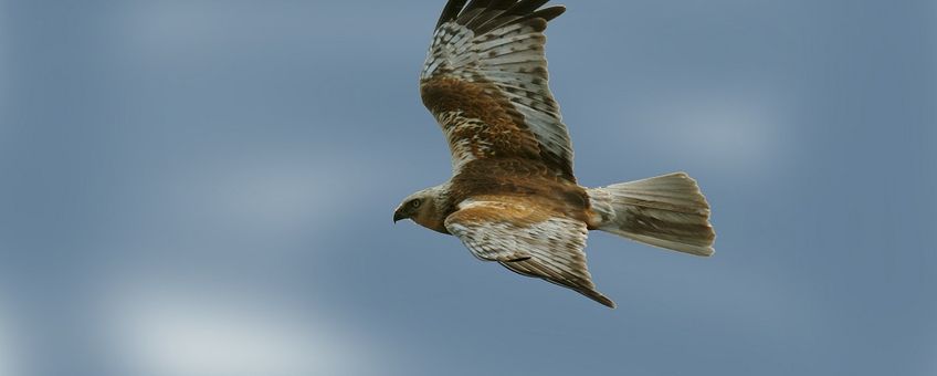 Circus aeruginosus. Bruine kiekendief, man