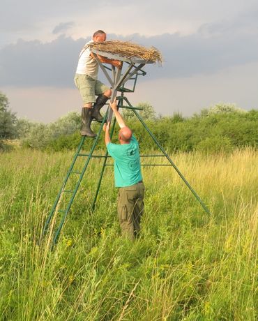 Building a new nest