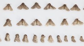 Gevangen eikenprocessievlinders