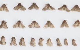 Gevangen eikenprocessievlinders