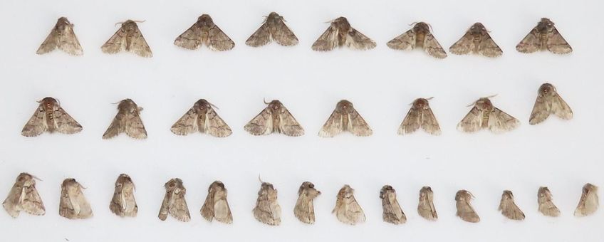 Gevangen eikenprocessievlinders