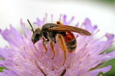 Knautiabij, een bedreigde bijensoort met een strikte habitatkeuze. De knautiabij verzamelt uitsluitend stuifmeel op Knautia