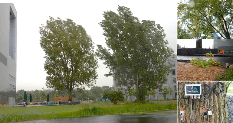 De twitterpopulier (links) laat al bladverkleuring en bladval zien (rechts boven & midden). De TreeWatch instrumenten bestaan onder andere uit een sapstroomsensor en dendrometer (meet stambeweging); rechts onder