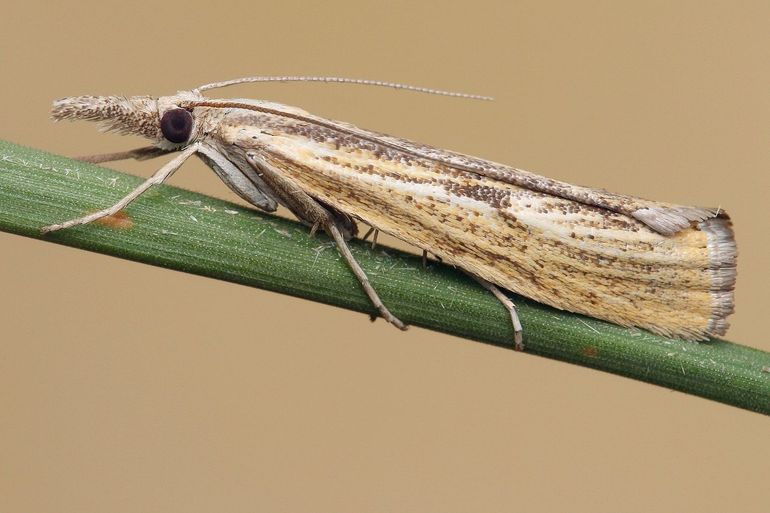 De naam van de moerasgrasmot, die niet aan moerassen maar aan droge milieus gebonden is, is gewijzigd naar zwartvlekgrasmot