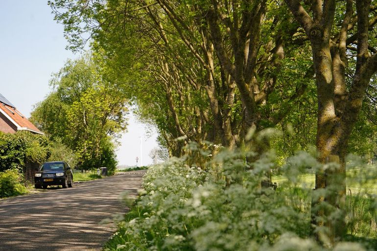Bomenrij op dijk - Steenbergen en Moerdijk