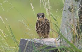 Martin Mollet Boomvalk juvenile Saxifraga