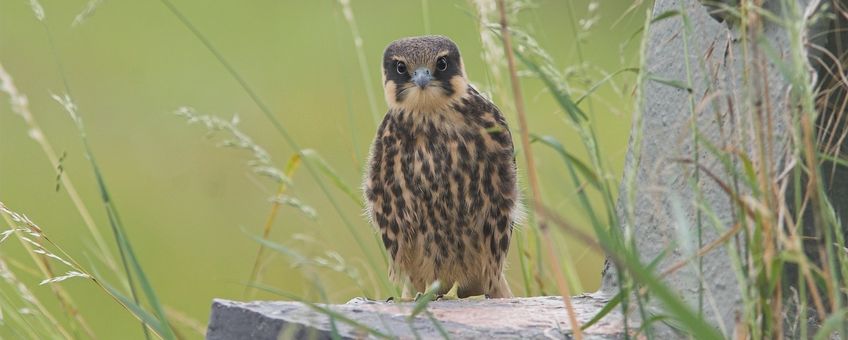 Boomvalk juvenile Saxifraga