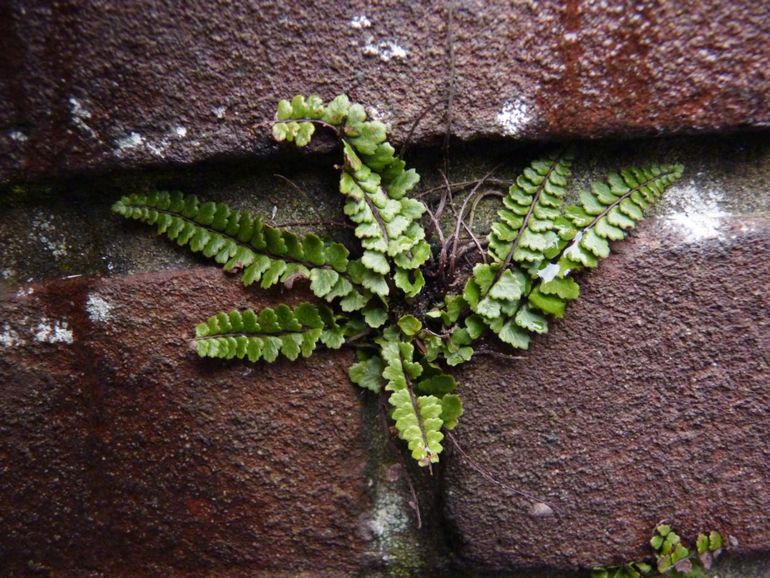 Asplenium trichomanes subsp. pachyrachis op tuinmuur in Katwijk aan Zee.