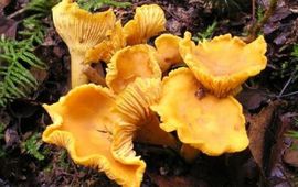 Strobilomyces Cantharel GNU Free Documentation License