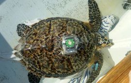 A Hawksbill turtle is equipped with a GPS tracker at Lac Bay