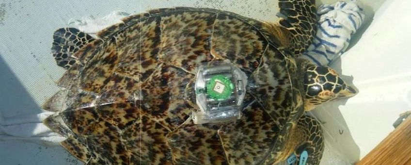 A Hawksbill turtle is equipped with a GPS tracker at Lac Bay