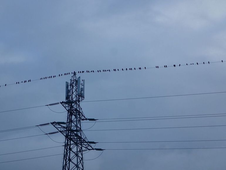 Kauwen op een elektriciteitsdraad houden altijd een beetje afstand van elkaar