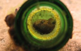Arthur de Bruin Mannetje van de marmergrondel bewaakt de in de bierfles afgezetten eieren (gelen rand eitjes)