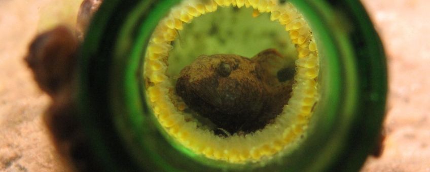 Mannetje van de marmergrondel bewaakt de in de bierfles afgezetten eieren (gelen rand eitjes)