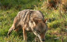FREE Nature Wolf