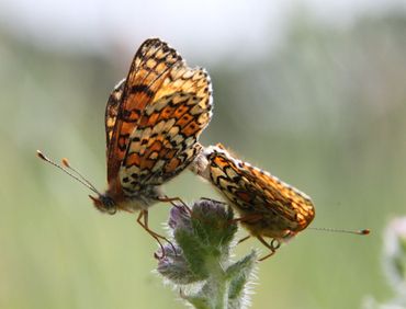 Butterflies are less decisive for ecological processes, but they are indicative for landscape features. For example, the Glanville fritillary is characteristic of dry, low-productive and heterogeneous grasslands