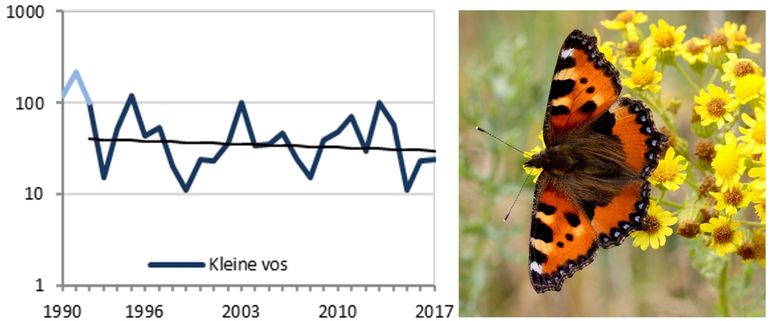 Trend van de kleine vos vanaf 1992