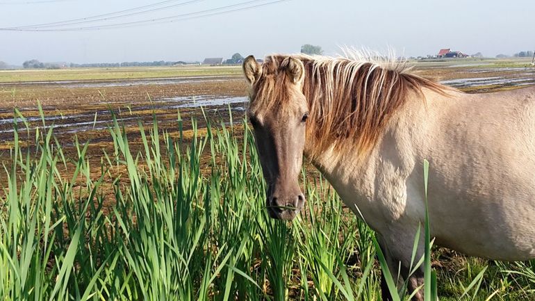 Een konikpaard doet zich tegoed aan lisdodde