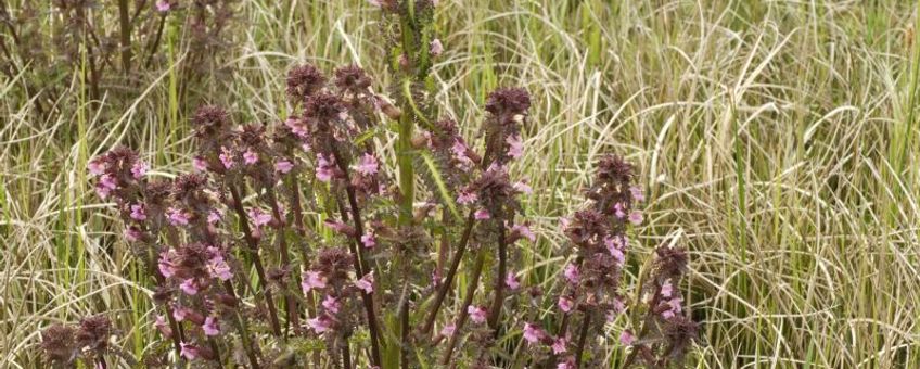 Pedicularis palustris. Moeraskartelblad