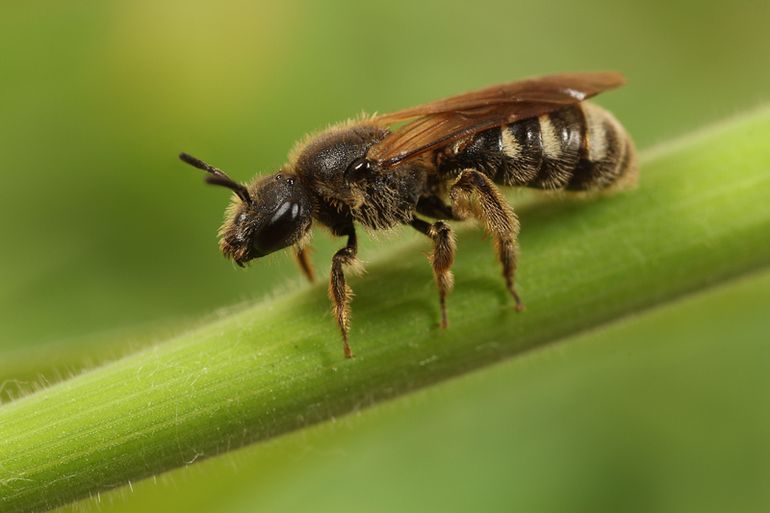 Een klein maar bijzonder bijtje: de kleine bandgroefbij. Ook deze zeldzame soort van bloemrijke, schrale situaties komt gelukkig nog in Brabant voor