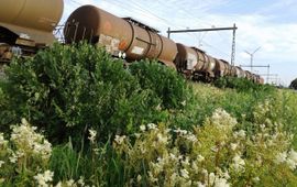 Edwin Dijkhuis Koningsvaren langs spoor Staphorst