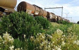 Koningsvaren langs spoor Staphorst