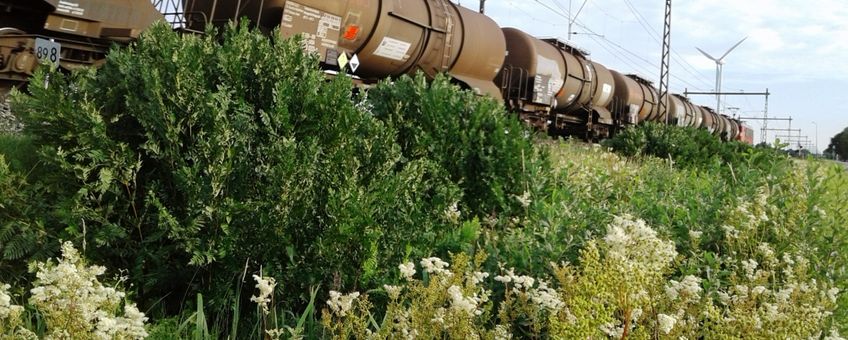 Koningsvaren langs spoor Staphorst