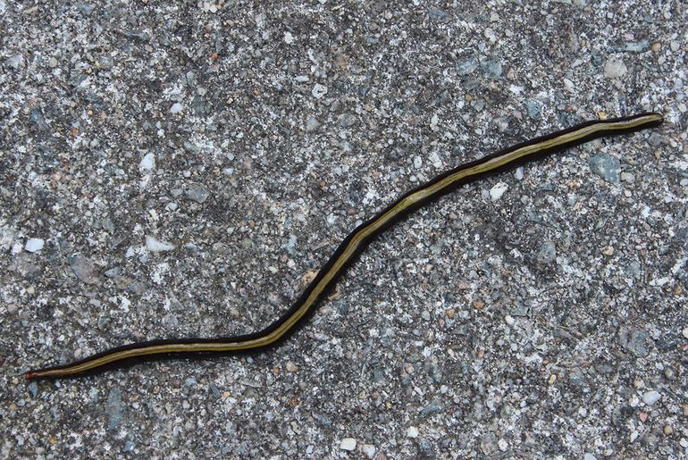 De grote Australische geelstreep werd in 2014 gefotografeerd in een tuin in Castricum