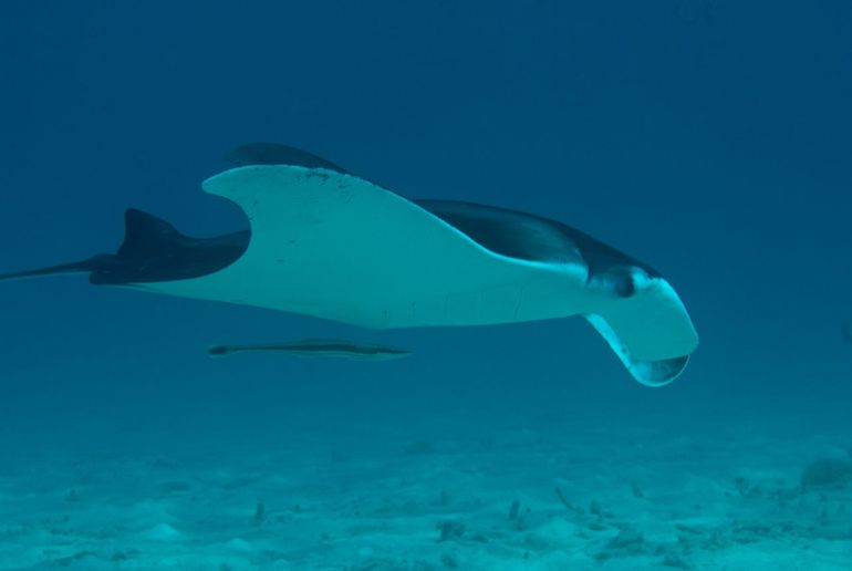 Giant manta ray (Manta birostris)
