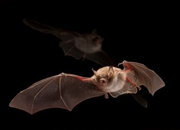 Natterer's bat