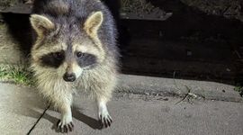 Onderzoek naar kansrijke beheerstrategieën voor wasbeer in Nederland