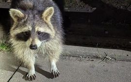 Onderzoek naar kansrijke beheerstrategieën voor wasbeer in Nederland