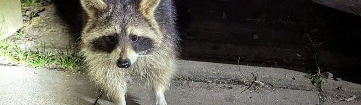 Onderzoek naar kansrijke beheerstrategieën voor wasbeer in Nederland