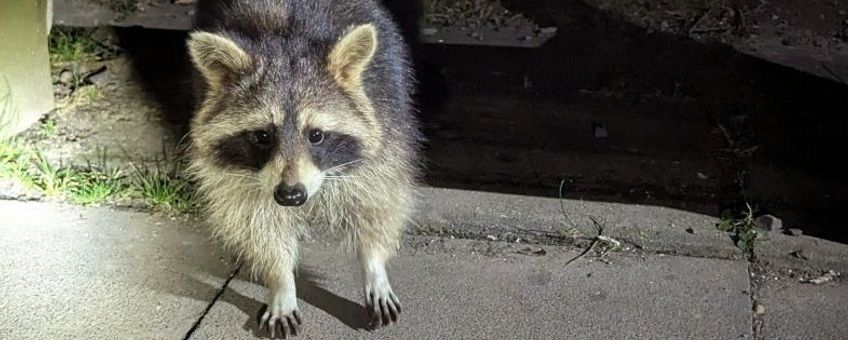 Onderzoek naar kansrijke beheerstrategieën voor wasbeer in Nederland