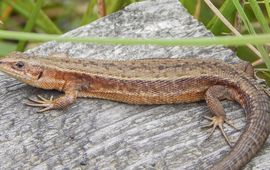 Staatsbosbeheer De levendbarende hagedis is één van de soorten die van heide houden.