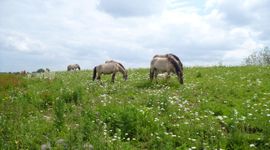 Rondtrekkende grote grazers verspreiden veel plantenzaden via hun vacht en mest. Konikpaarden in Leeuwense waard.