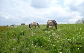 Rondtrekkende grote grazers verspreiden veel plantenzaden via hun vacht en mest. Konikpaarden in Leeuwense waard.
