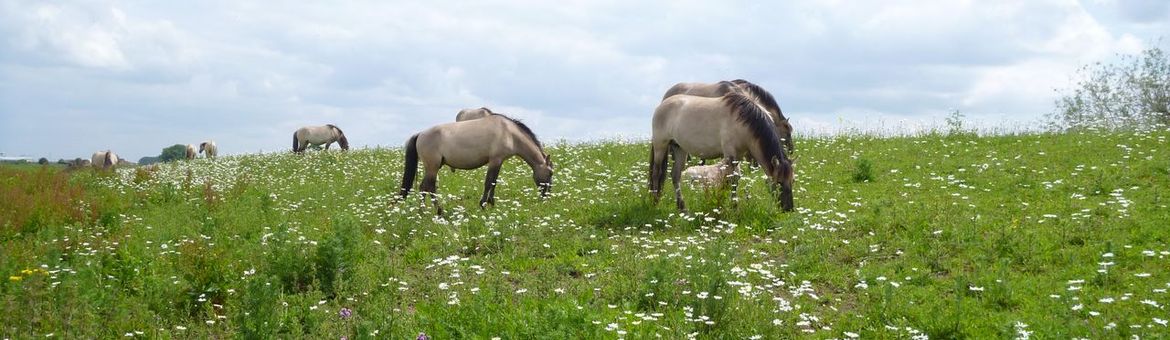 Rondtrekkende grote grazers verspreiden veel plantenzaden via hun vacht en mest. Konikpaarden in Leeuwense waard.