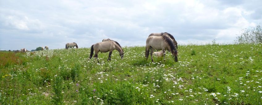 Rondtrekkende grote grazers verspreiden veel plantenzaden via hun vacht en mest. Konikpaarden in Leeuwense waard.