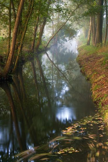 De Tongelreep