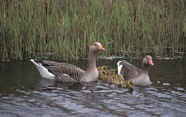 Anser anser. Grauwe gans met kuikens