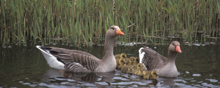 Anser anser. Grauwe gans met kuikens